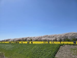 幸手権現堂桜まつり