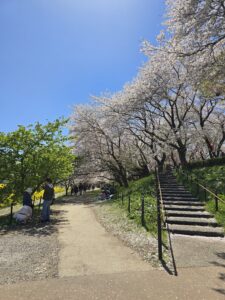 幸手権現堂桜まつり