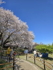 幸手権現堂桜まつり
