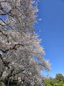 幸手権現堂桜まつり
