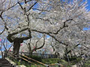 幸手権現堂桜まつり