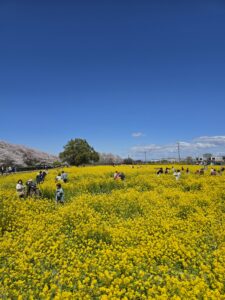 幸手権現堂桜まつり